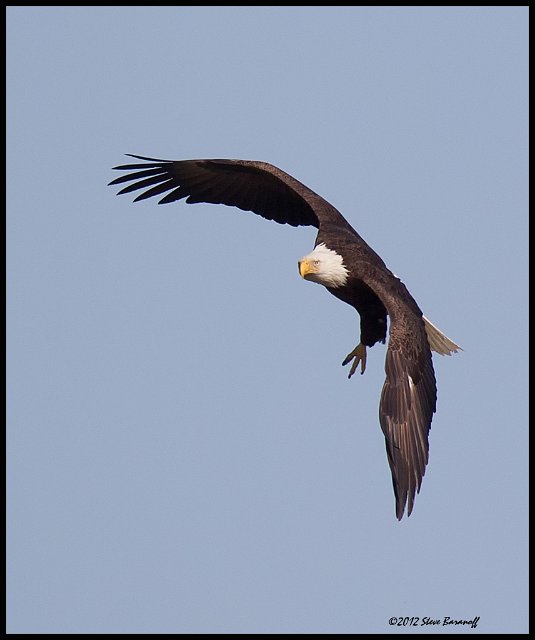 _2SB7884 american bald eagle.jpg - One Leg Hanging